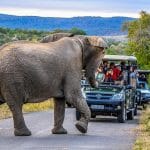 full day hluhluwe-imfolozi park safari
