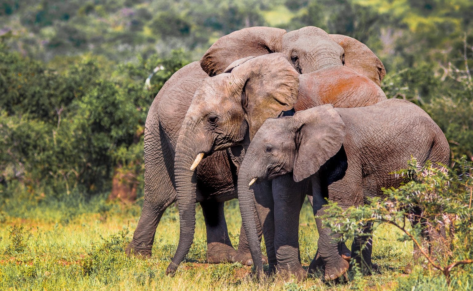 umfolozi big five game reserve