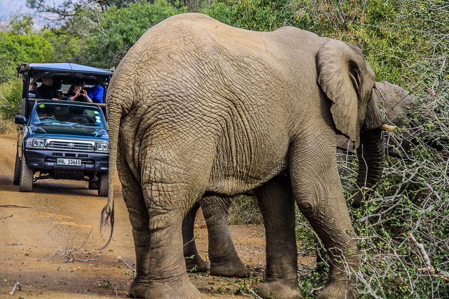 hluhluwe-imfolozi park half day safari from st lucia south africa