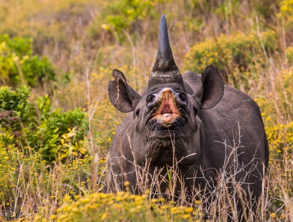 iSimangaliso Wetland Park Cape Vidal Full Day Tour
