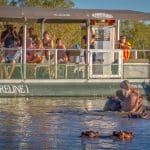 Shoreline hippo boat trips