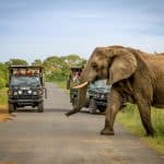 Why pair At Heritage House, st lucia with an exclusive small-group safari