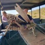 safari for six people enjoying some magical wildlife