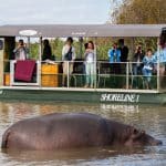 shoreline hippo boat drive in st lucia kwazulu natal south africa