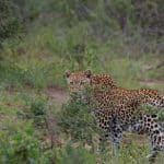 St Lucia Accommodation With a Safari Package